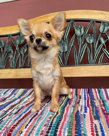 Cuccioli chihuahua - Foto 4
