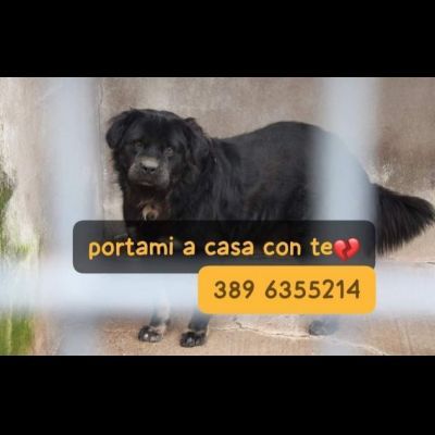 BLACKY TANTO BUONO, CANE IN ADOZIONE - Foto 2