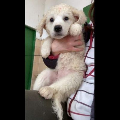 CUCCIOLI IN ADOZIONE - Foto 3