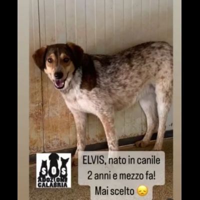 ELVIS E COOKIE CAGNOLINI IN ADOZIONE - Foto 2