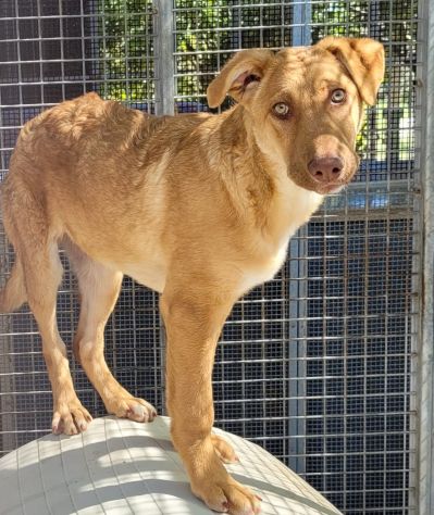 Sophie 3anni  simil Cirneco aspetta casa da cucciola! SIRACUSA