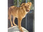 Sophie 4anni  simil Cirneco aspetta casa da cucciola! SIRACUSA