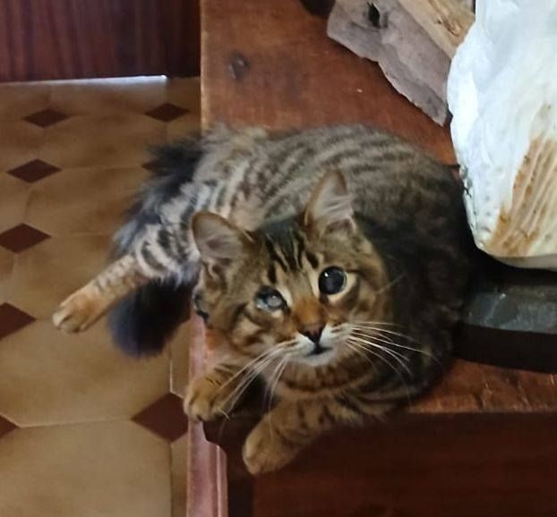 Tananai gattino - Foto 3