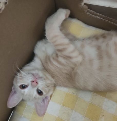 Sissi, micia rossa terribilmente adorabile - Foto 2