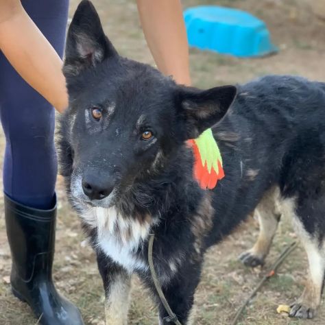 ARES CERCA LIBERTÀ E UNA FAMIGLIA TUTTA SUA SIMIL HUSKY CANE IN ADOZIONE