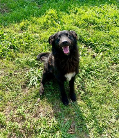 GiòGiò fantastico ed allegro cagnolino in adozione - Foto 3