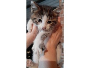 Gattini piccolini