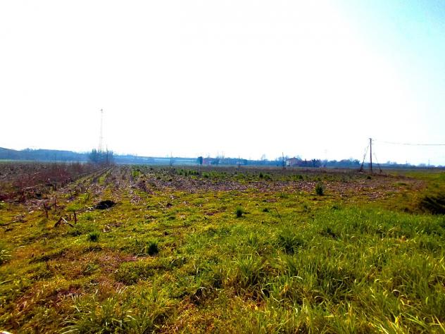 Agricolo in vendita a Boara Pisani - Foto 4