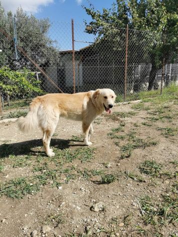 RENZO MAESTOSAMENTE MERAVIGLIOSO CANE IN ADOZIONE - Foto 7