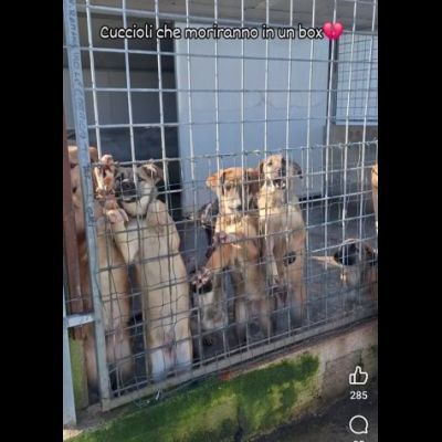 LUCY ADORABILE CUCCIOLA IN ADOZIONE TAGLIA MEDIA - Foto 5
