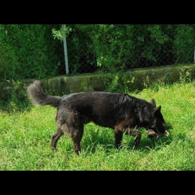 ALBERTO, lupetto allegro socievole taglia medio contenuta, CAGNOLINO IN ADOZIONE - Foto 7