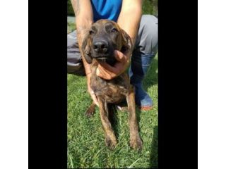 Zippo segugetto istriano cane in adozione