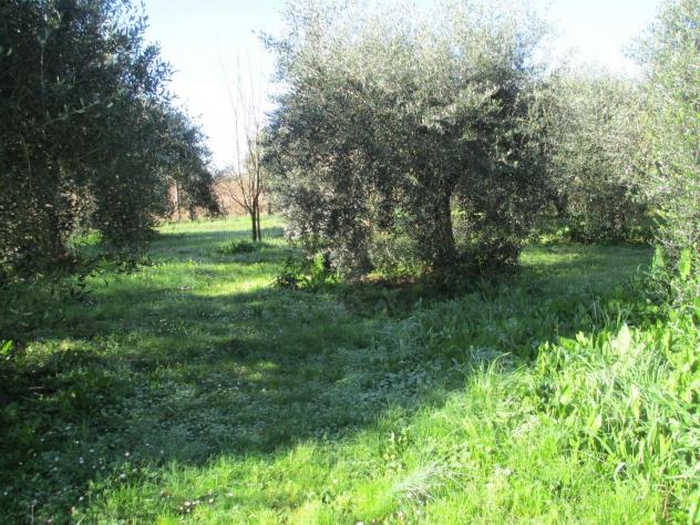 Terreno agricolo in vendita a Cascina 5000 mq Rif: 1396229 - Foto 5