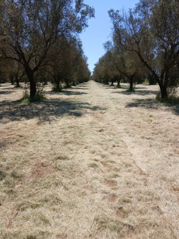 Uliveto da 1.86 ha - a Sud di Brindisi - Foto 6