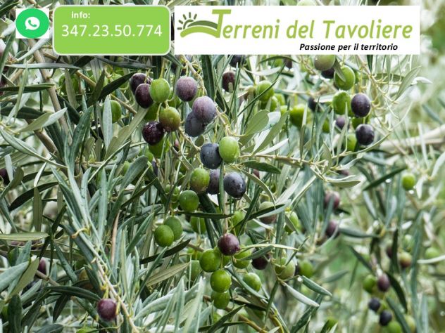 Uliveto di 2,5 ettari in agro di San Severo, località Sant’Antonino - Foto 2