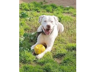 DOGO/PITBULL INCR., BLANCO, 1 ANNO E MEZZO, TROVATO ABBANDONATO