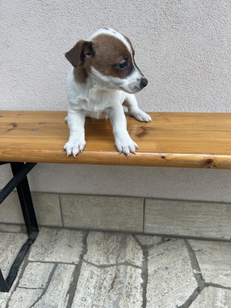 Jack Russell - Foto 4