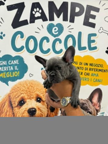 Cuccioli bulldog franesi maschi e femmine blu e blu merle