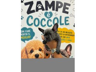Cuccioli bulldog franesi maschi e femmine blu e blu merle