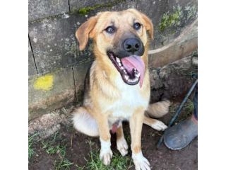 MOCKY ADORABILE CUCCIOLONE IN ADOZIONE