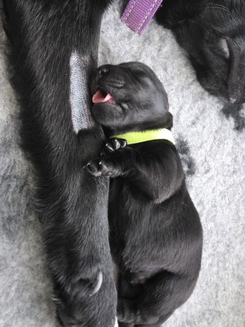 Cuccioli di Labrador Retriever - Foto 3