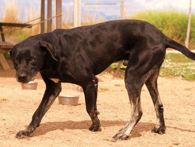 Black Jack un cane vincente - Foto 3
