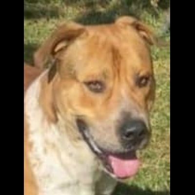CASPER ALLERGRO E SOCIEVOLE; CANE IN ADOZIONE - Foto 4