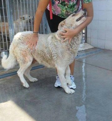 ARON, cagnolone dall'infinita dolcezza - Foto 4