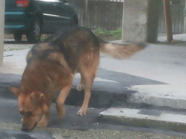 Mix pastore tedesco in pericolo! - Foto 2