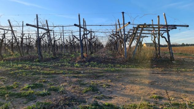 Rif. 02T Bernalda-Azienda agricola in vendita - Foto 6