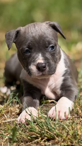 Amstaff cuccioli Blu