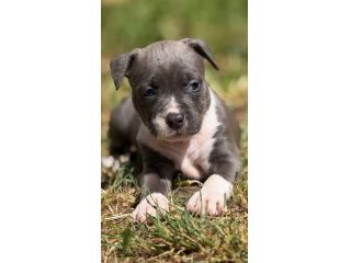 Amstaff cuccioli Blu