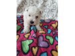 Cuccioli razza Maltese in offerta