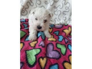 Cuccioli razza Maltese in offerta
