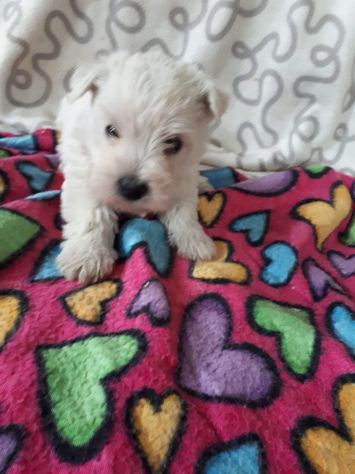 Cuccioli razza Maltese in offerta