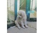 CUCCIOLI IN ADOZIONE
