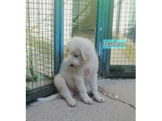 CUCCIOLI IN ADOZIONE