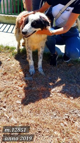 SENZA NOME, SOLO UN NUMERO 380260,  CANE IN ADOZIONE - Foto 2