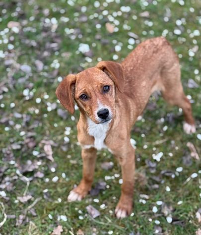 NATALIE, cucciola dolcissima cerca casa! - Foto 6