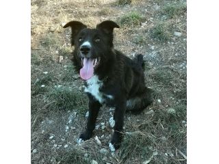 Tyson 9 mesi mix border collie