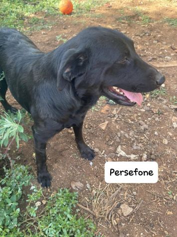 Persefone simil labrador - Foto 5