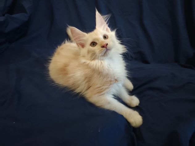 Gatti razza Maine Coon - Foto 2