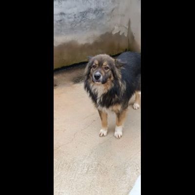 YUKI MERAVIGLIOSO CANE DA ADOTTARE - Foto 2