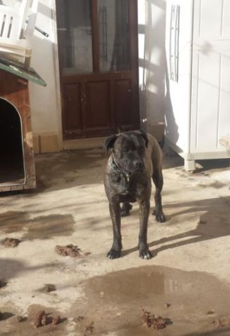 ASIA E RUDY, cani corsi in pericolo - Foto 2