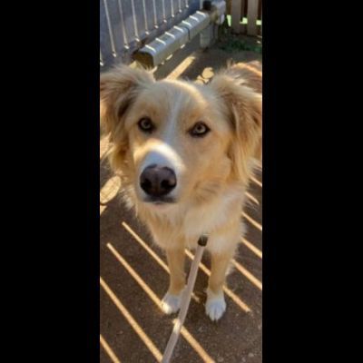 GAETANO MIX BORDER COLLIE CANE IN ADOZIONE