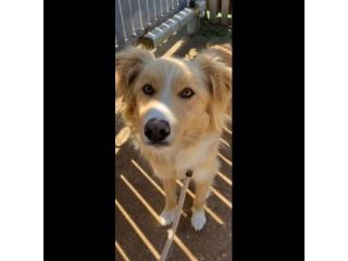GAETANO  MIX BORDER COLLIE CANE IN ADOZIONE