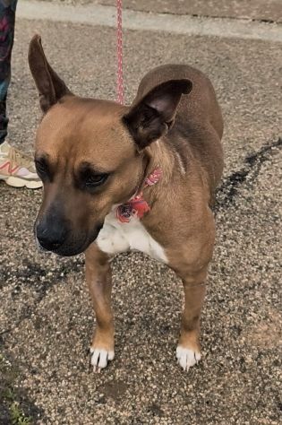 Eva una dolcissima cagnolina amstaff cerca una casa con un amorevole famiglia - Foto 4