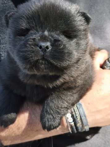 Cane Chow chow - Foto 2