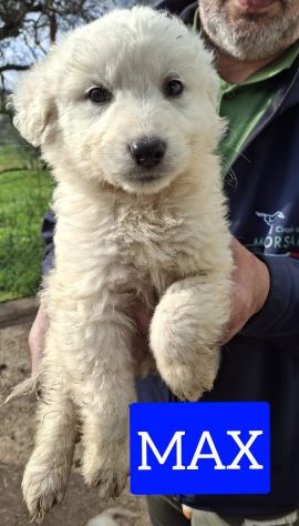CUCCIOLI 2 MESI taglia media grande IN CANILE - Foto 4