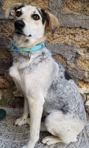 Perla circa 7anni dolci occhioni salvata in strada aspetta da tanto PUGLIA - Foto 3
